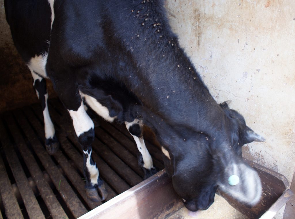 Curso sobre controle de carrapatos em bovinos