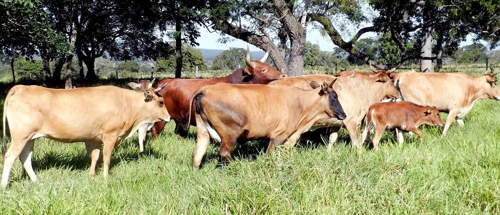 Embrapa discute raças bovinas crioulas na fronteira com a Bolívia