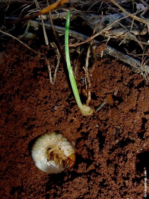 Artigo: Conhecendo e manejando as pragas de raízes de milho