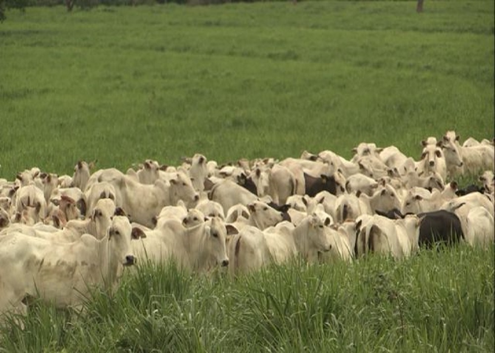 A força que vem do capim: como a forrageira sustenta a pecuária brasileira