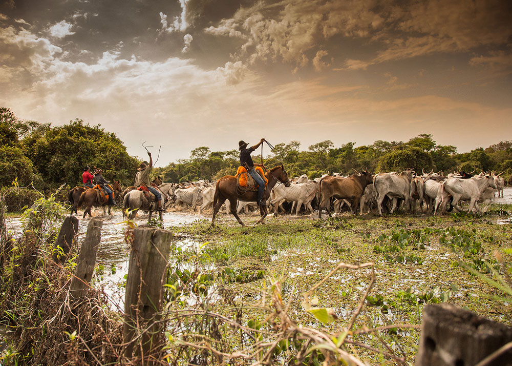 Com ações do Governo do Estado, Pantanal tem 85% da área preservada e redução do desmatamento