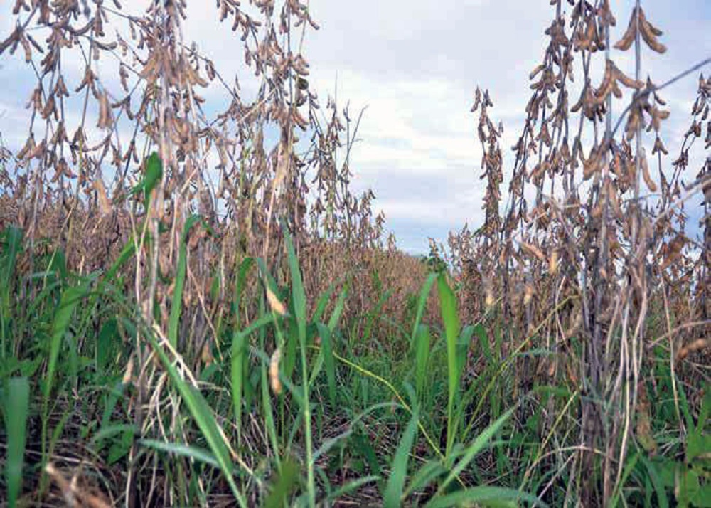 A adoção de sistemas integrados potencializa a intensificação agrícola