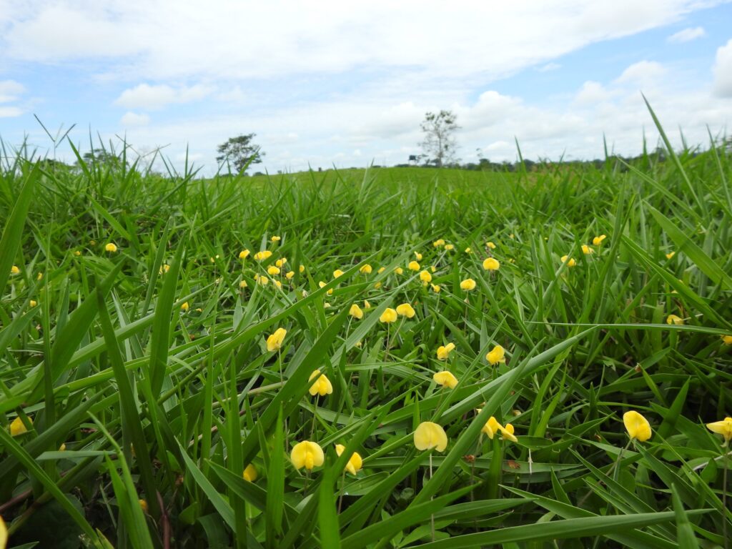 LEGUMINOSAS FORRAGEIRAS TROPICAIS: TUDO O QUE VOCÊ PRECISA SABER ESTÁ AQUI