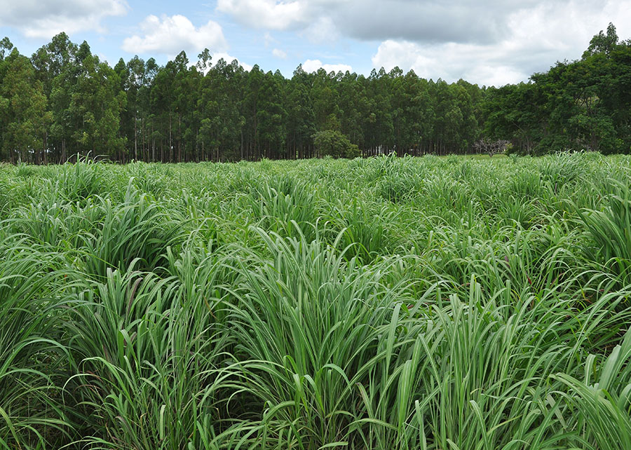 Nova cultivar de capim-andropogon apresenta maior produtividade em áreas de baixa fertilidade