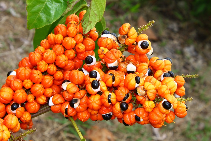 Governo e Embrapa realizam Workshop da Cadeia Produtiva do Guaraná em Manaus e Manacapuru