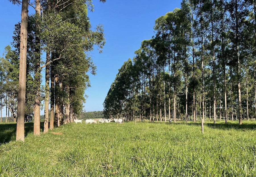 ILPF equilibra produção de alimentos e conservação do meio ambiente