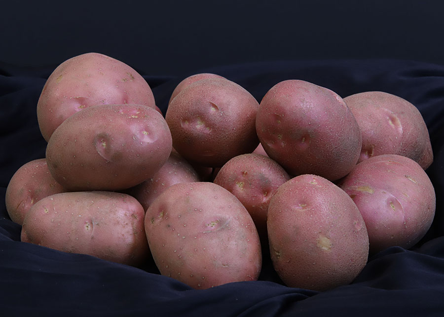 Pesquisa desenvolve batata de pele vermelha voltada à subsistência de agricultures familiares