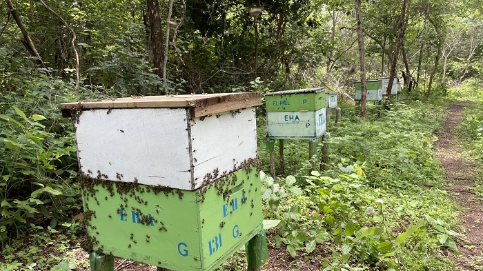 Sombra e água fresca para as abelhas