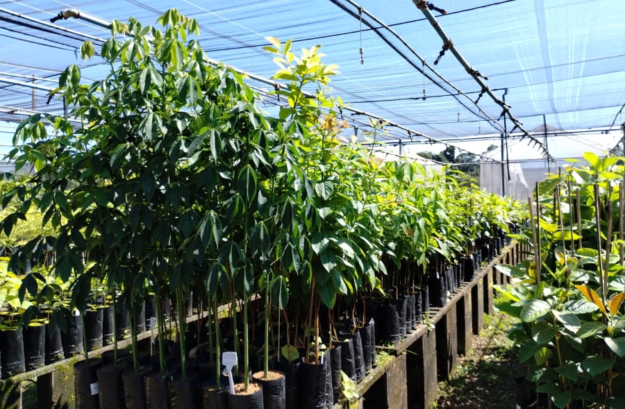 Empresas que incentivam arborização de Sinop receberão reconhecimento