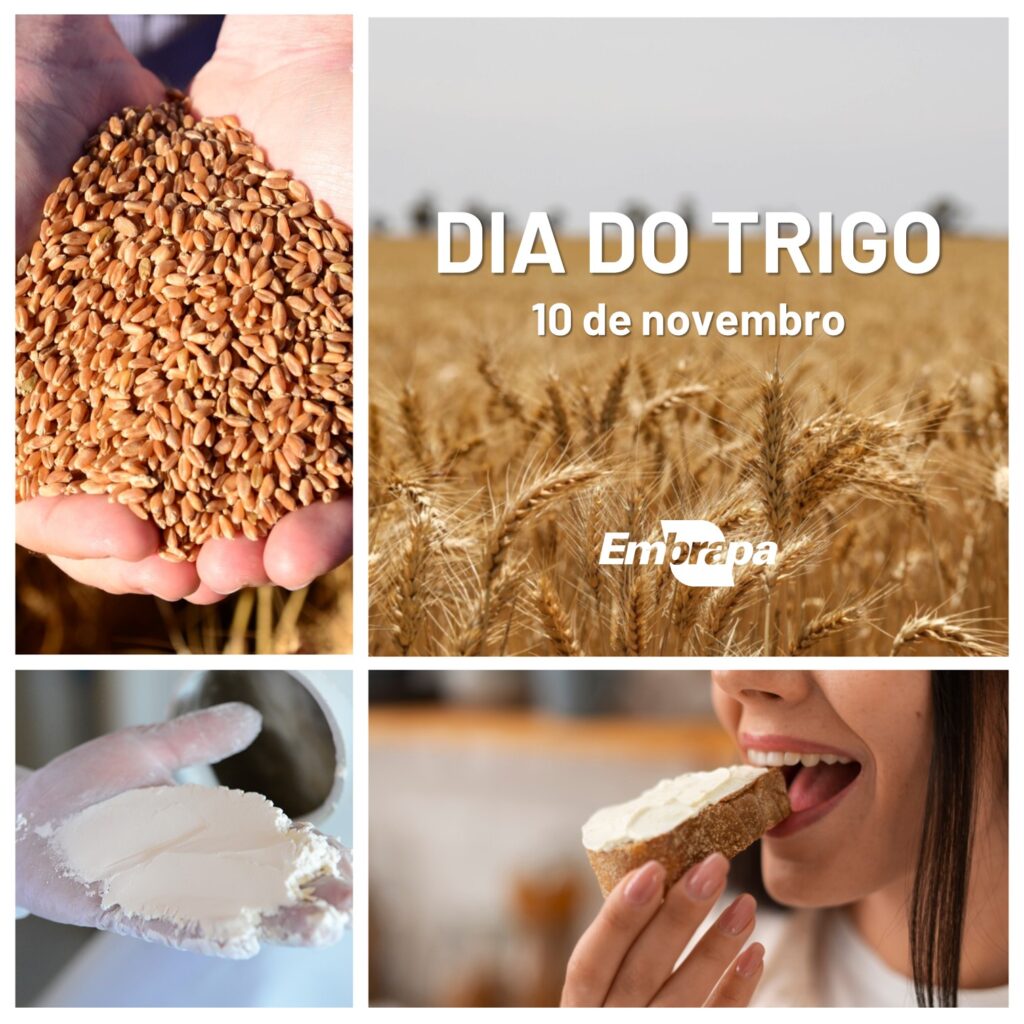 Dia do Trigo