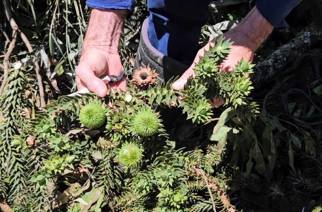 Araucária gigante que caiu por causa das chuvas no Sul será clonada pela Embrapa