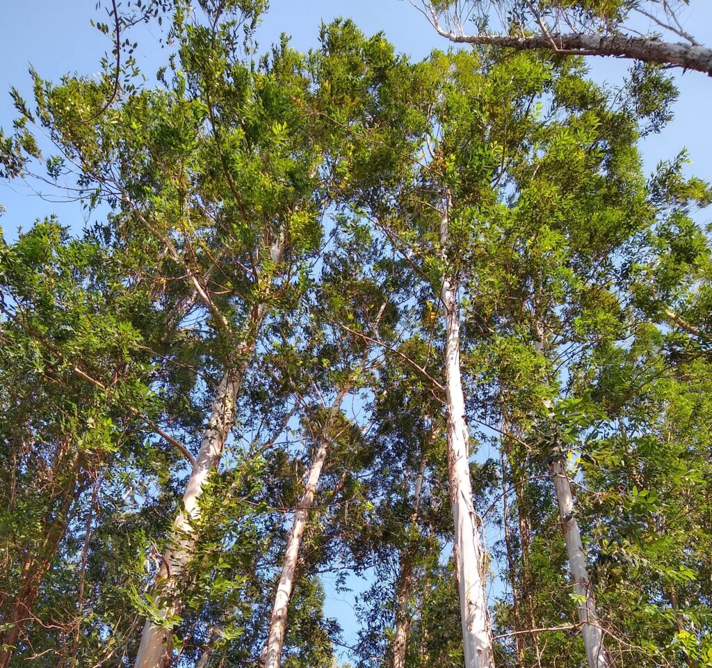 Estudo aponta viabilidade de painéis de fibra a partir dos resíduos moveleiros