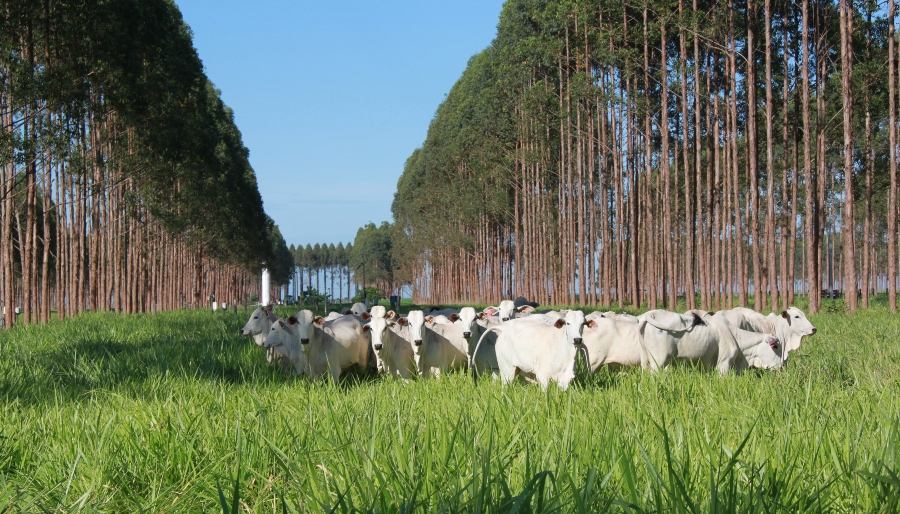 Embrapa apresenta tecnologias sustentáveis para lideranças europeias na Bélgica