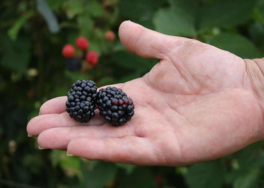 Pesquisadores desenvolvem amora-preta para produção de geleias e sucos