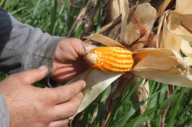 Microrganismos para o manejo da fertilidade do solo são promotores de crescimento de plantas