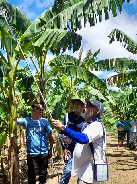 Técnicas para cultivo de banana pacovan são apresentadas em Dia de Campo em Coari