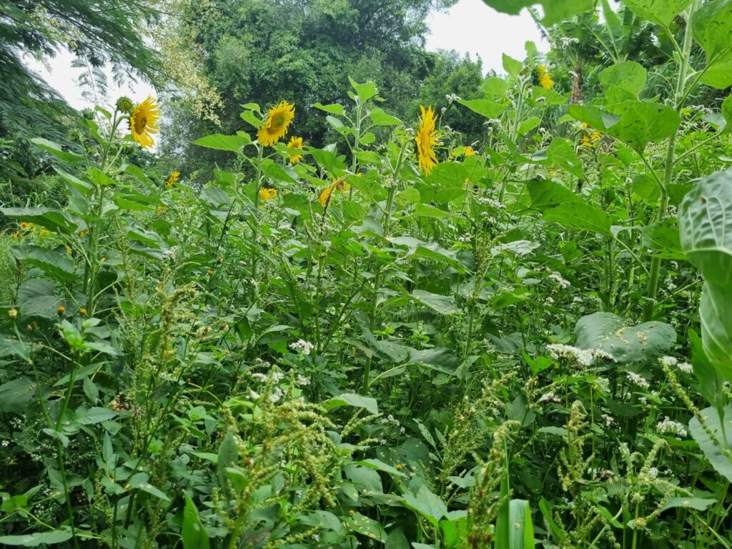 Consórcio de adubos verdes potencializa recursos florais na meliponicultura agroecológica