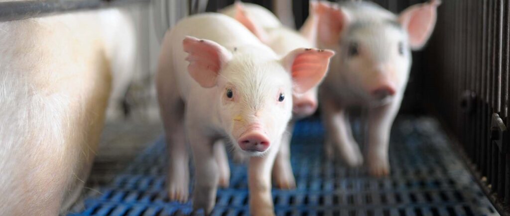 Custo de produção da suinocultura de Minas Gerais integra a CIAS