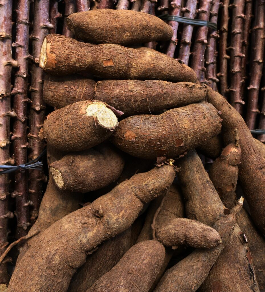 Capacitação de agricultores indígenas para incremento da produtividade de mandioca
