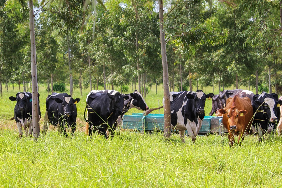 Manejo Ambiental é o novo curso à distância oferecido pela Embrapa