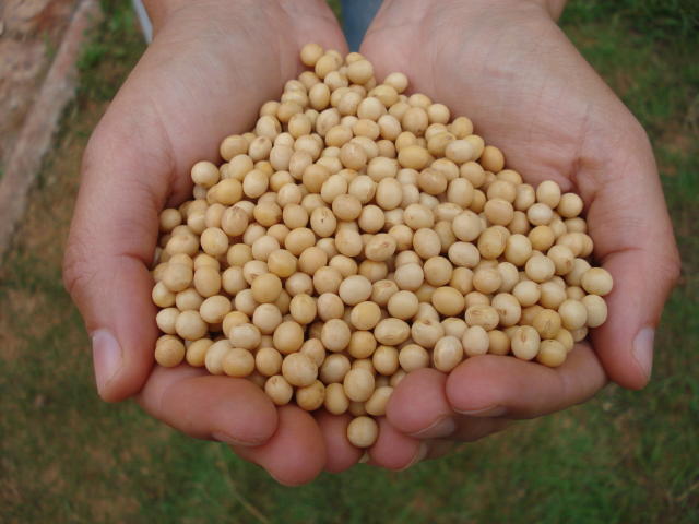 Mapa aprova o Zarc para a soja no Rio de Janeiro