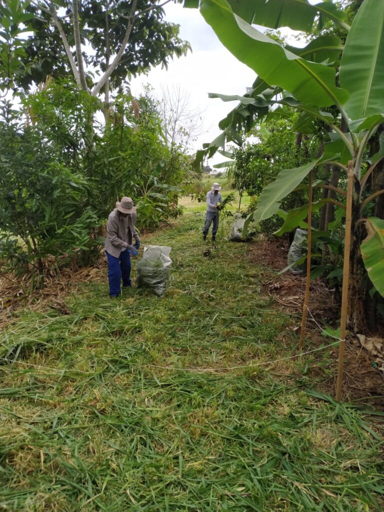Capim-mombaça é capaz de reduzir presença de plantas espontâneas