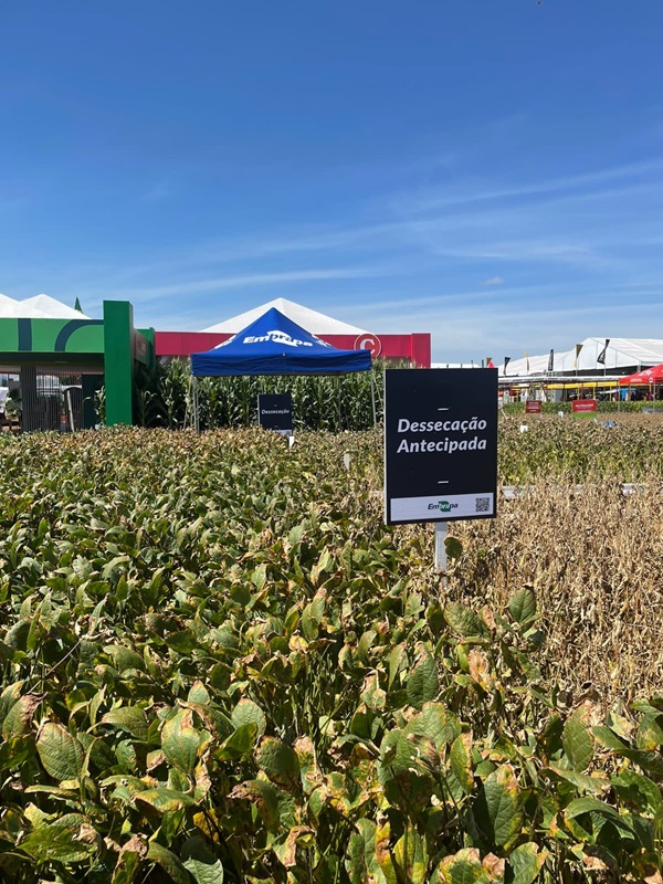 Dessecação pré-colheita é tema da Vitrine de Tecnologias da Embrapa no Show Rural