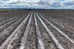 Pesquisa agropecuária traz temas inovadores para a programação da Abertura da Colheita do Arroz