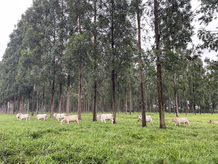 Técnicos preparam-se para iniciar projetos de ILPF em propriedades de SP