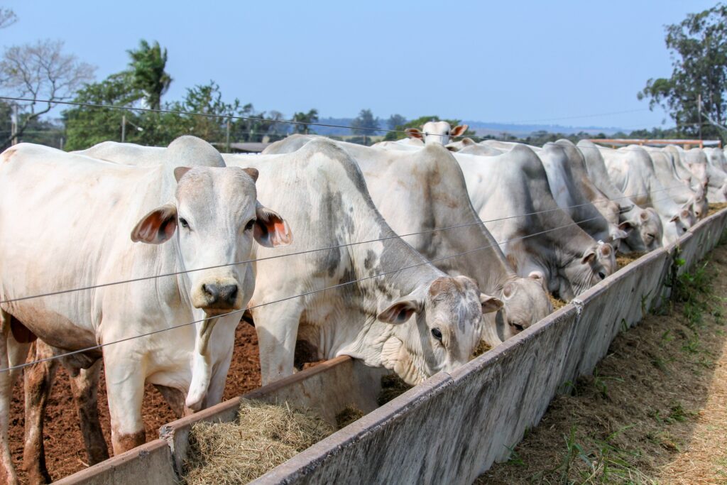 Pesquisadores avaliam se microrganismos podem reduzir emissão de metano de bovinos