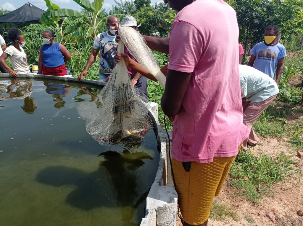 Embrapa e MDA vão implantar mil Sisteminhas Comunidades no Brasil