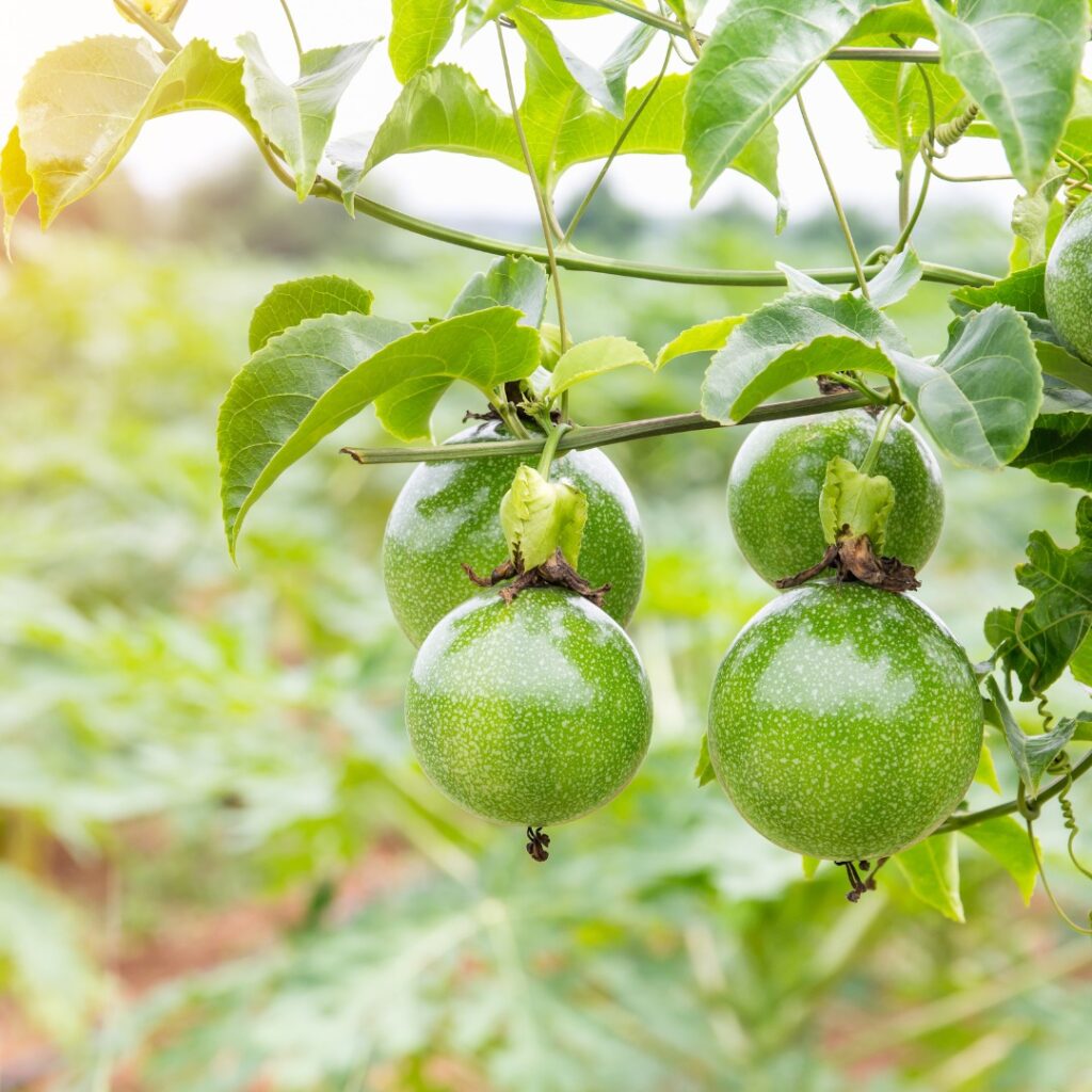 Pesquisa indica os melhores períodos para plantio de maracujá no Tocantins
