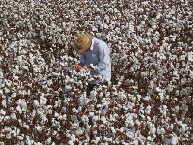 Cultivares de algodão da Embrapa mostram seu potencial na Tecnofam 2024