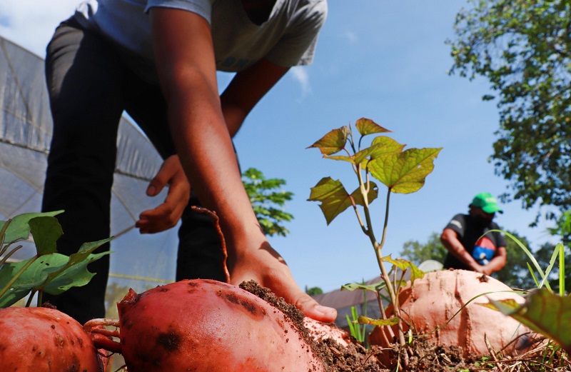 Alimentos biofortificados e desidratação de frutas estão entre temas apresentados pela Embrapa na Tecnofam 2024