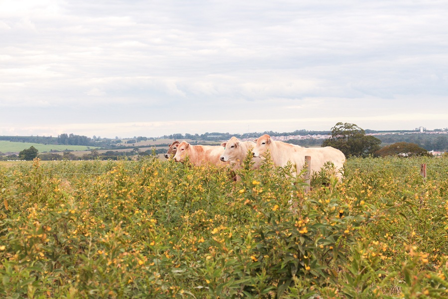 Tecnologia para recuperação de pastagens será apresentada na Agrishow
