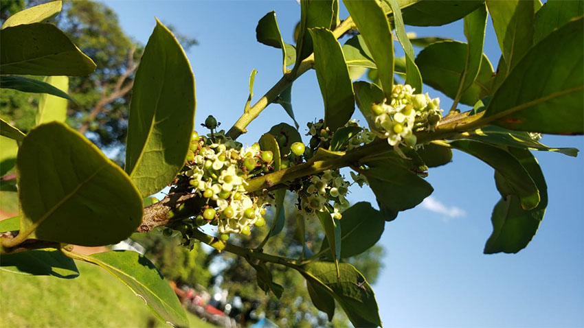 Agraer vai comprar de 60 mil mudas de erva-mate para distribuir a pequenos produtores de MS