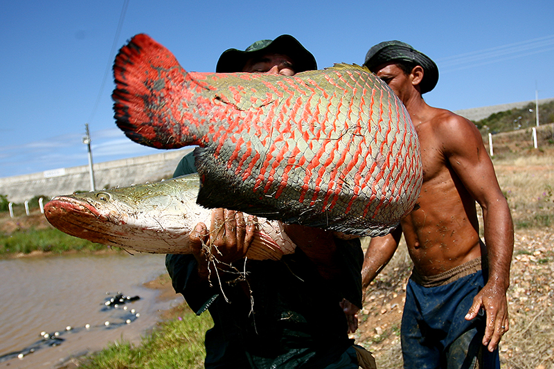 Aquishow 2024: Embrapa apresentará tecnologias e participará de discussões com representantes da cadeia produtiva