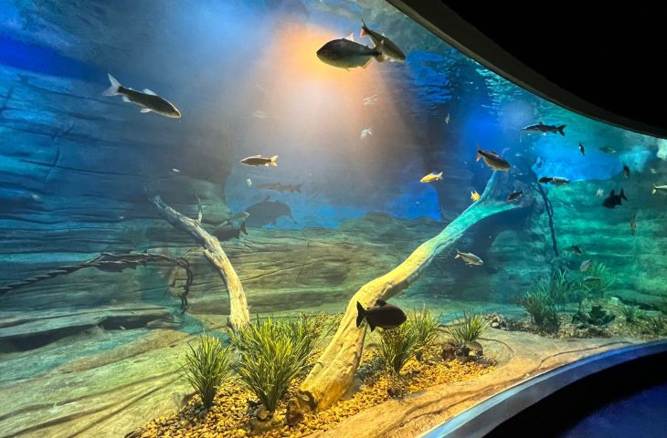 Dia Internacional da Biodiversidade foi celebrado com evento no Bioparque Pantanal