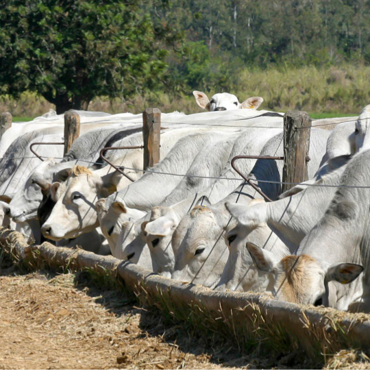 Tecleite MS promete difundir novas tecnologias e trocar experiências