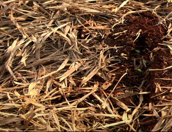 Produtores rurais explicam a alta performance em pecuária e agricultura em ILP