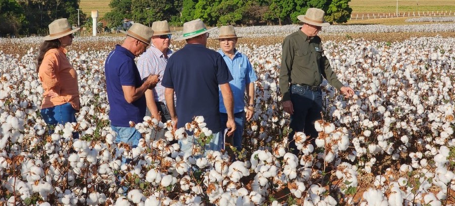 Grupo Bom Futuro conhece avanços do programa de melhoramento genético do algodoeiro da Embrapa