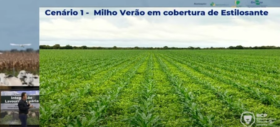 Uso de estilosantes na rotação de culturas recupera solos arenosos