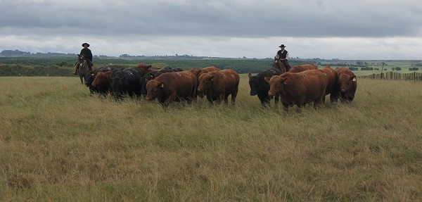 Embrapa Pecuária Sul apresenta soluções tecnológicas na 47ª Expointer
