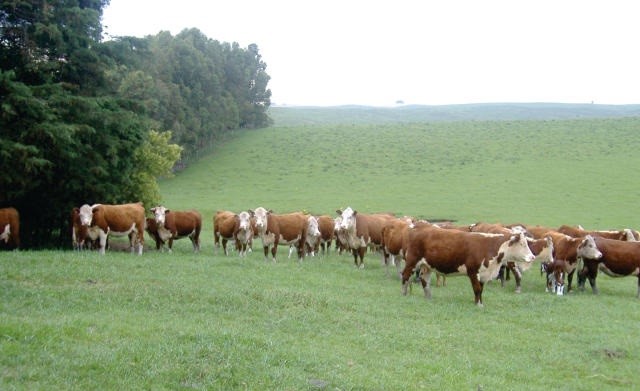 Projeto vai incentivar o melhoramento genético de bovinos em propriedades de pecuária familiar
