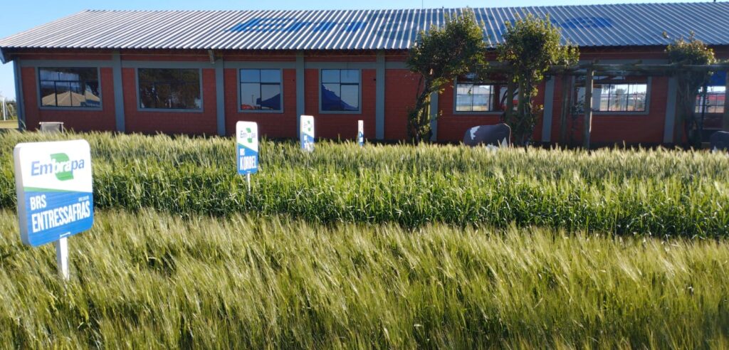 Embrapa Trigo apresenta cultivares de cereais no Show Rural de Inverno