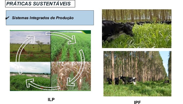 Tecnologias inovadoras favorecem qualidade dos sistemas intensificados de produção