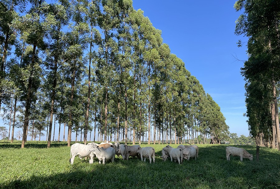 Medir a área basal dos troncos ajuda a melhorar o manejo de sistemas silvipastoris