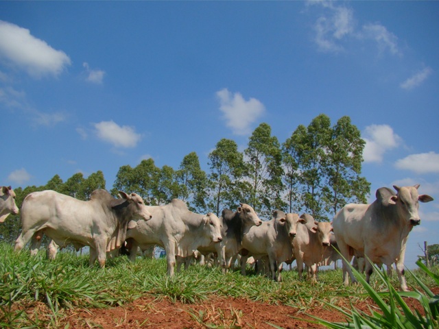 MS tem 4,7 milhões de hectares de pastagens degradadas que podem ser recuperadas e agregar mais produção a economia