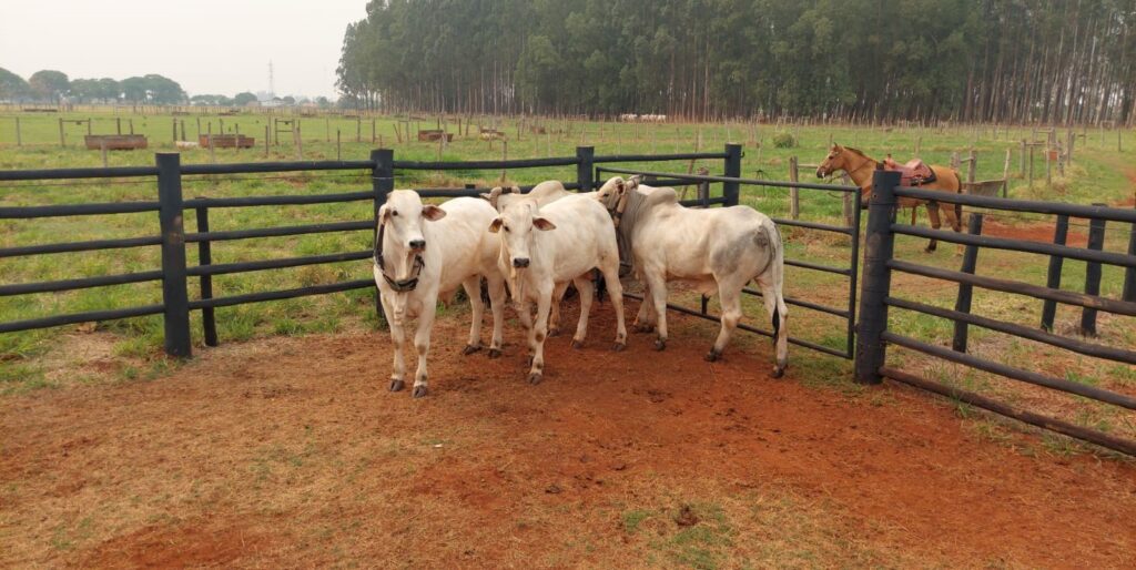 Sistemas intensivos têm medição de metano aferido em pesquisas