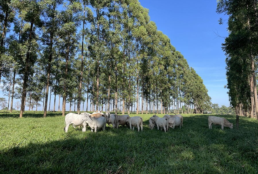 Medir a área basal dos troncos ajuda a melhorar o manejo de sistemas silvipastoris